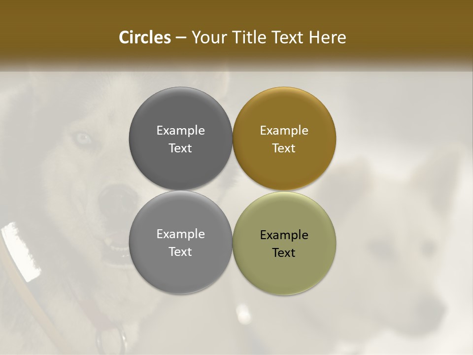 Two Husky Dogs In The Snow Powerpoint Template PowerPoint Template