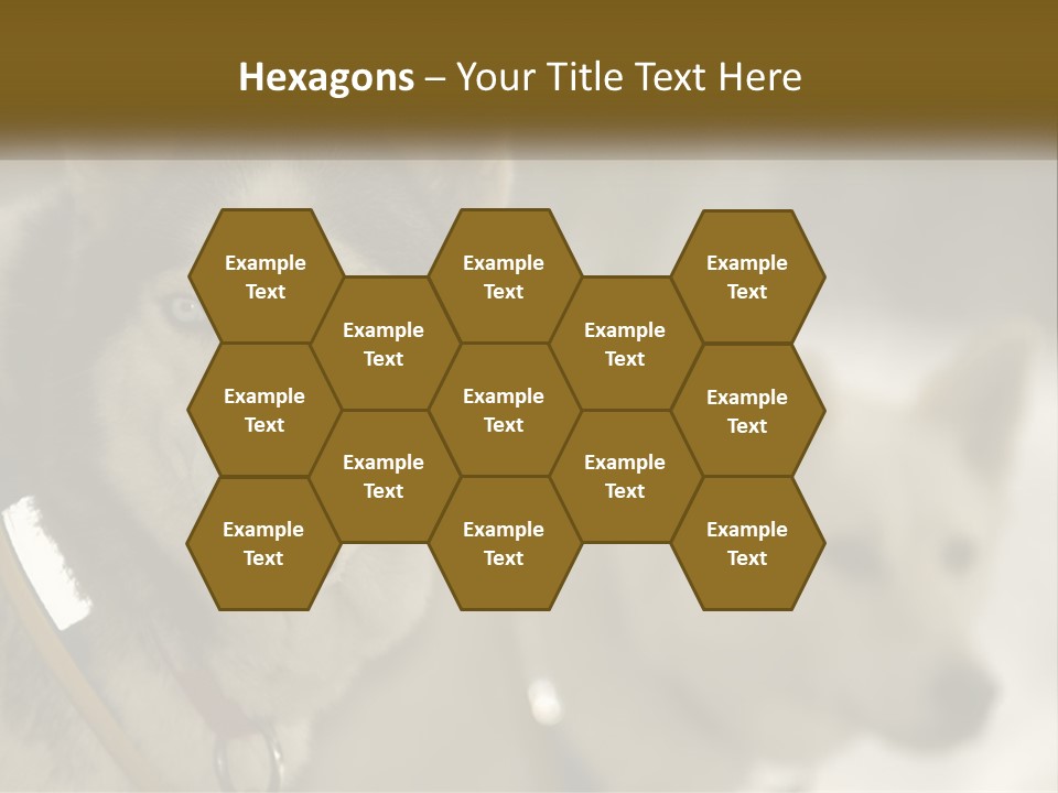 Two Husky Dogs In The Snow Powerpoint Template PowerPoint Template