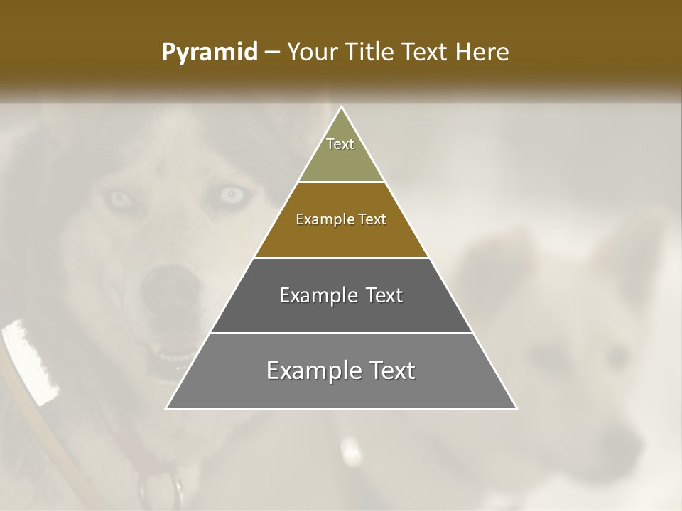 Two Husky Dogs In The Snow Powerpoint Template PowerPoint Template