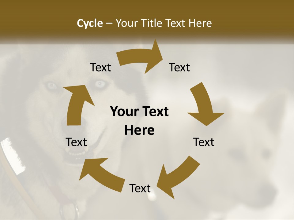 Two Husky Dogs In The Snow Powerpoint Template PowerPoint Template