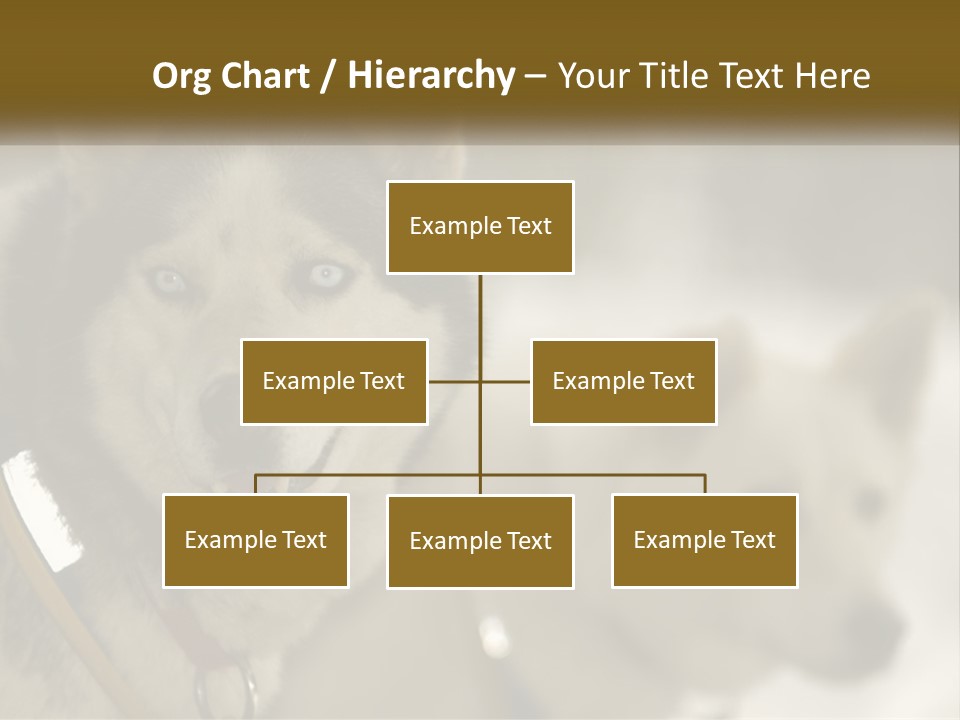 Two Husky Dogs In The Snow Powerpoint Template PowerPoint Template