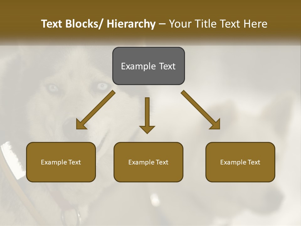 Two Husky Dogs In The Snow Powerpoint Template PowerPoint Template