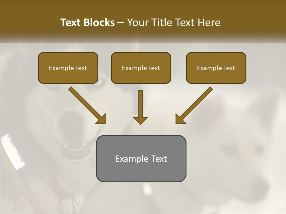 Two Husky Dogs In The Snow Powerpoint Template PowerPoint Template
