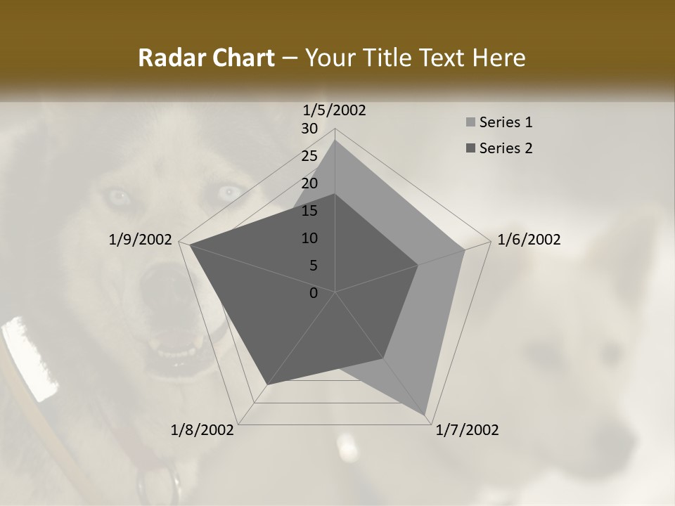 Two Husky Dogs In The Snow Powerpoint Template PowerPoint Template