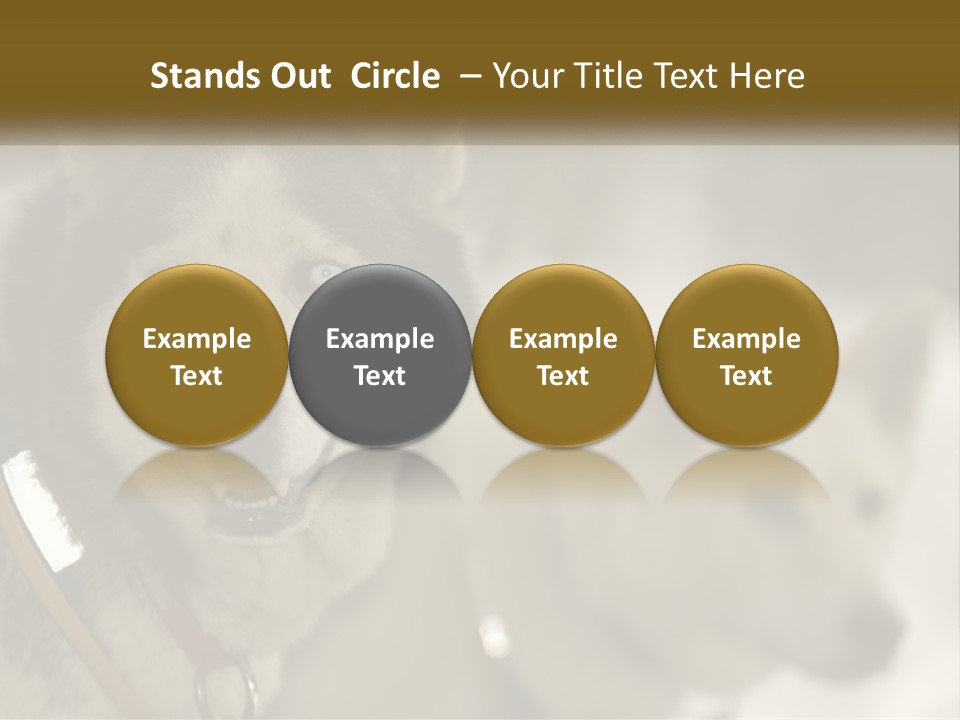 Two Husky Dogs In The Snow Powerpoint Template PowerPoint Template