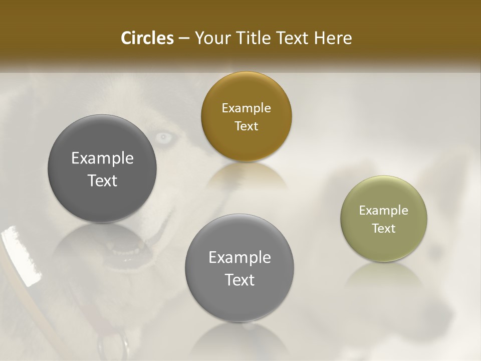 Two Husky Dogs In The Snow Powerpoint Template PowerPoint Template