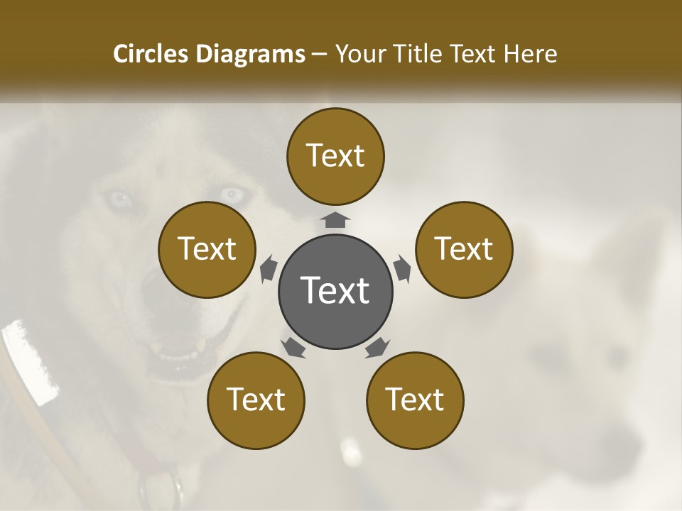 Two Husky Dogs In The Snow Powerpoint Template PowerPoint Template