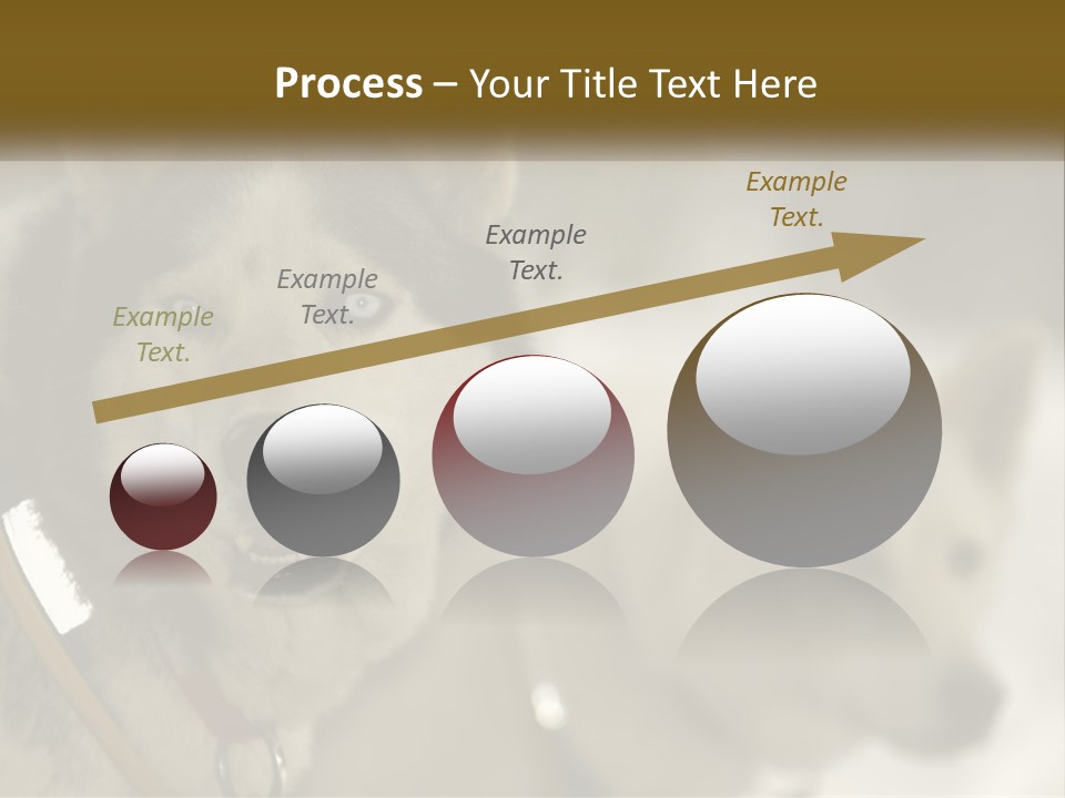 Two Husky Dogs In The Snow Powerpoint Template PowerPoint Template