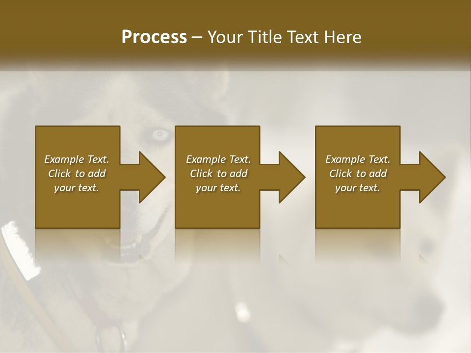 Two Husky Dogs In The Snow Powerpoint Template PowerPoint Template