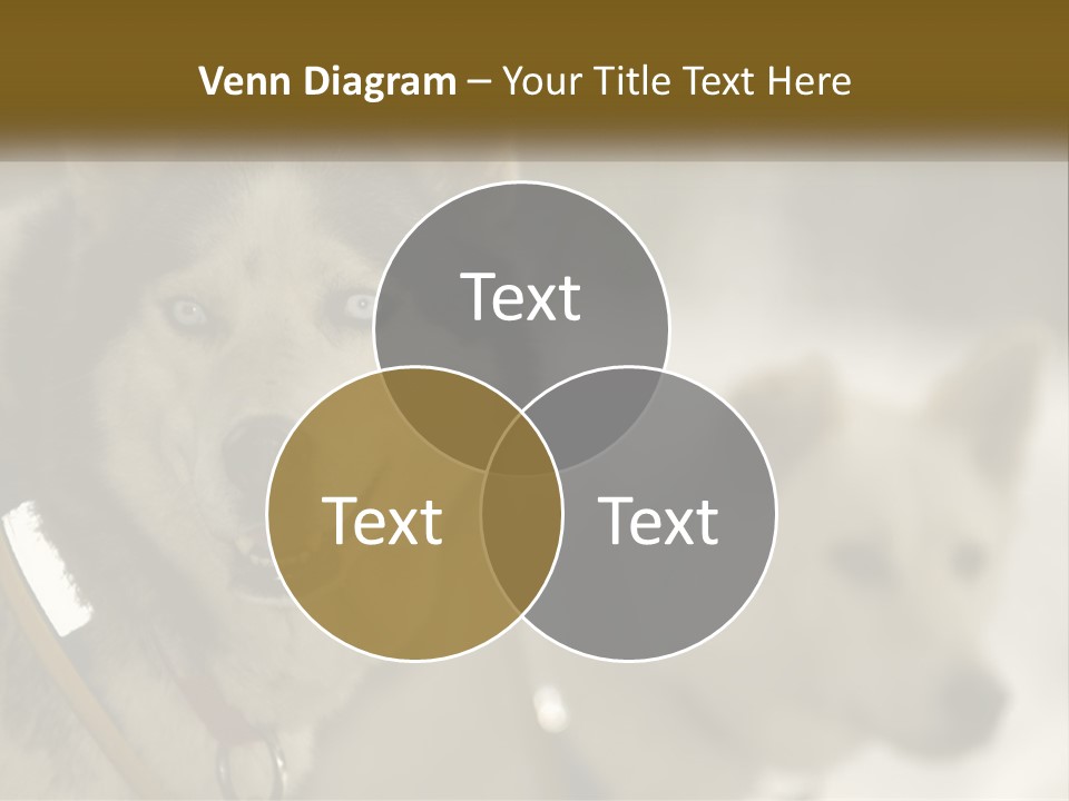 Two Husky Dogs In The Snow Powerpoint Template PowerPoint Template