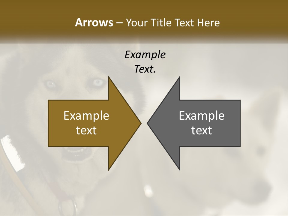 Two Husky Dogs In The Snow Powerpoint Template PowerPoint Template