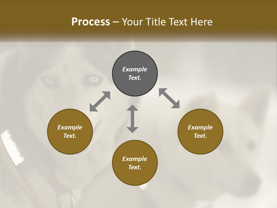 Two Husky Dogs In The Snow Powerpoint Template PowerPoint Template