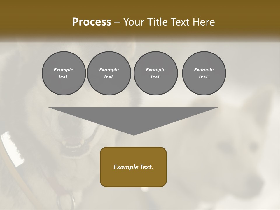 Two Husky Dogs In The Snow Powerpoint Template PowerPoint Template