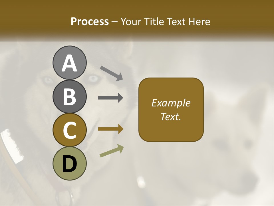 Two Husky Dogs In The Snow Powerpoint Template PowerPoint Template