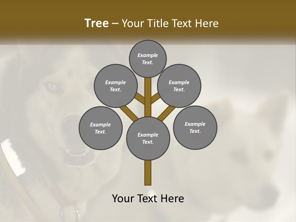 Two Husky Dogs In The Snow Powerpoint Template PowerPoint Template