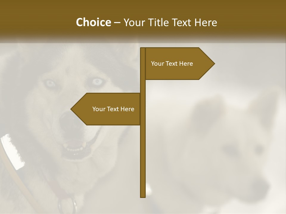 Two Husky Dogs In The Snow Powerpoint Template PowerPoint Template