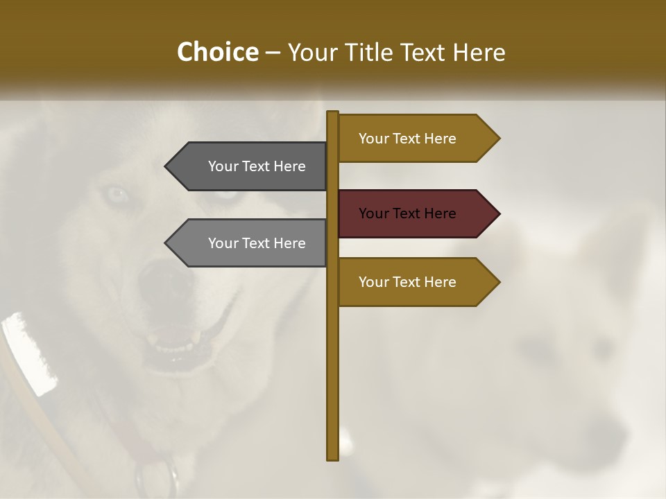 Two Husky Dogs In The Snow Powerpoint Template PowerPoint Template