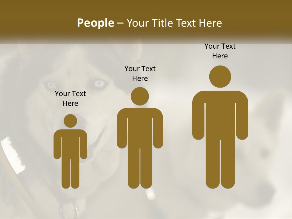 Two Husky Dogs In The Snow Powerpoint Template PowerPoint Template