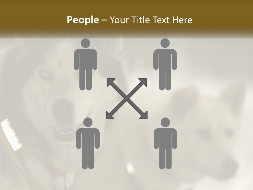 Two Husky Dogs In The Snow Powerpoint Template PowerPoint Template