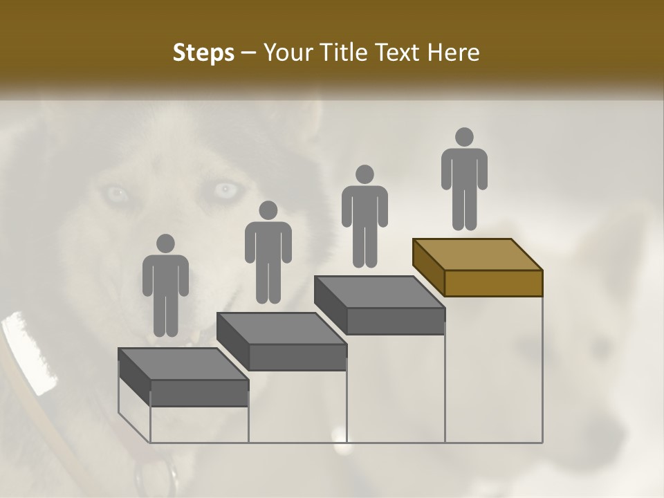 Two Husky Dogs In The Snow Powerpoint Template PowerPoint Template