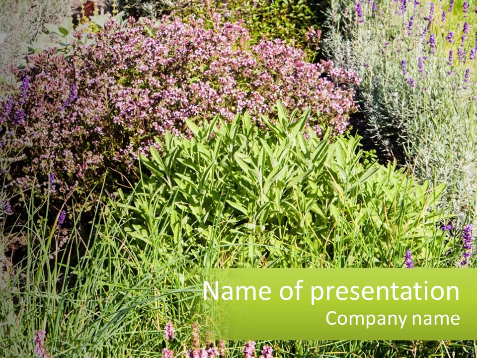 A Bunch Of Plants That Are In The Grass PowerPoint Template