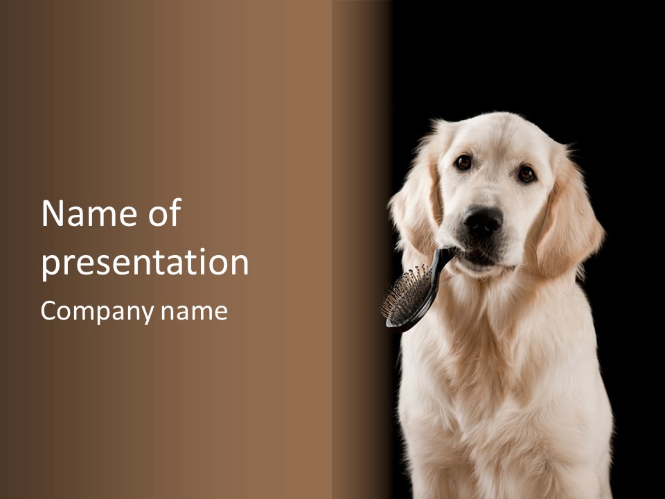 A Dog Holding A Toy In Its Mouth PowerPoint Template