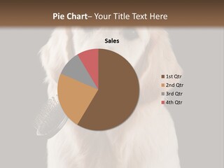 A Dog Holding A Toy In Its Mouth PowerPoint Template