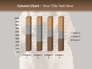 A Dog Holding A Toy In Its Mouth PowerPoint Template