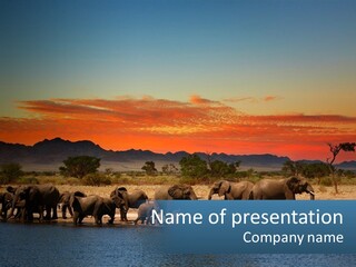 A Herd Of Elephants Standing Next To A Body Of Water PowerPoint Template