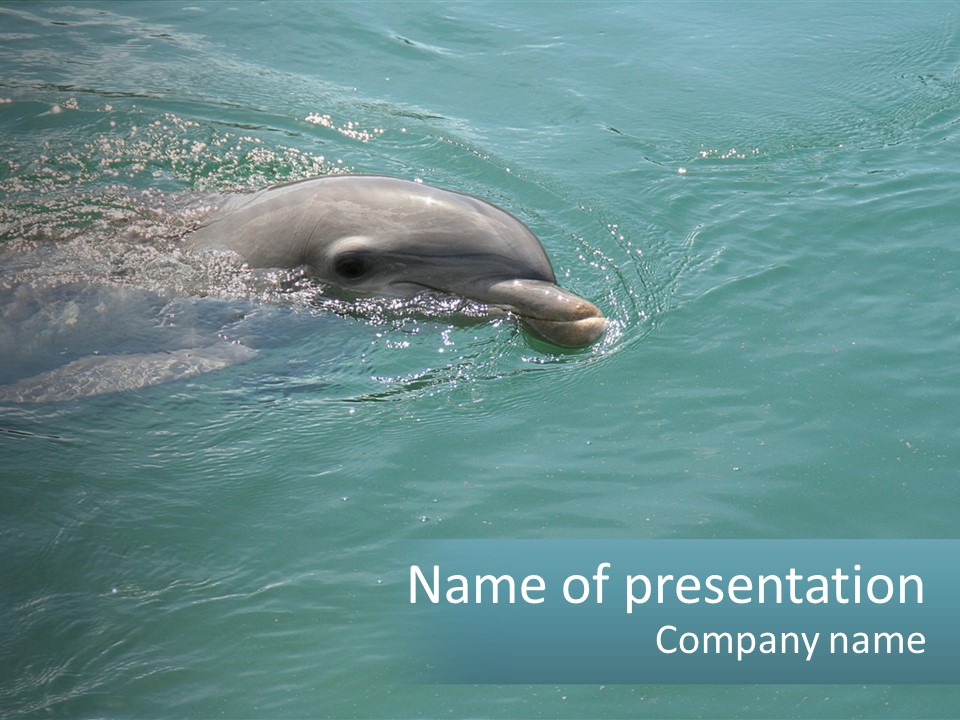 A Dolphin Swimming In The Water With A Ball In Its Mouth PowerPoint Template