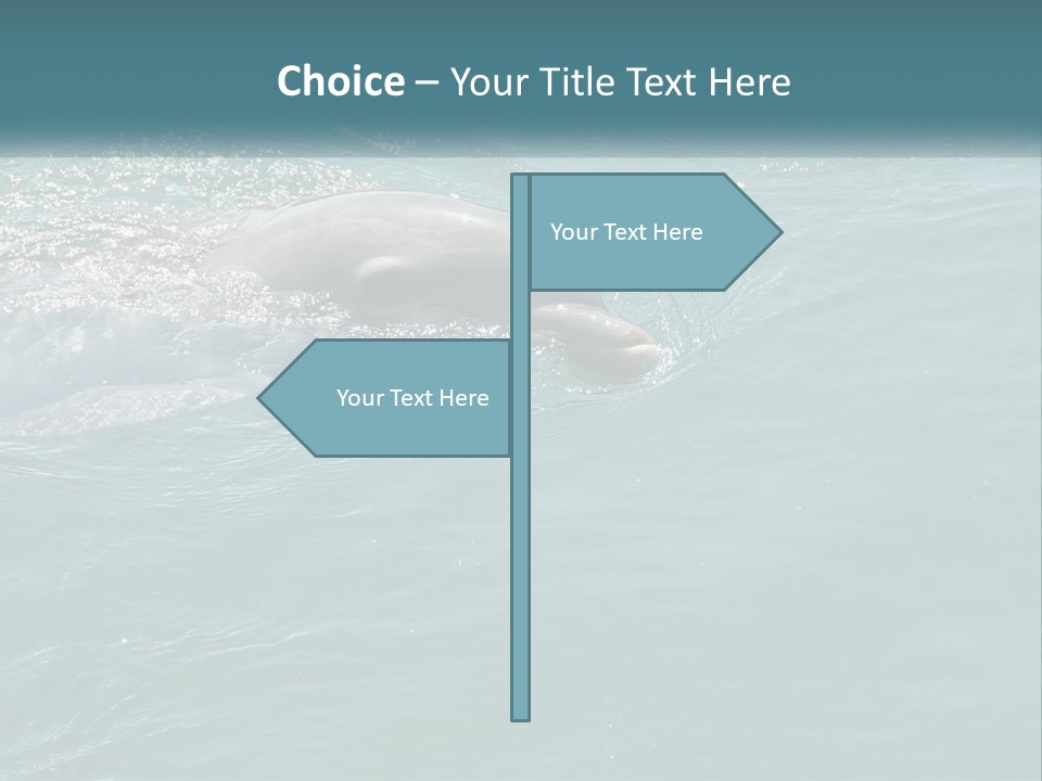 A Dolphin Swimming In The Water With A Ball In Its Mouth PowerPoint Template