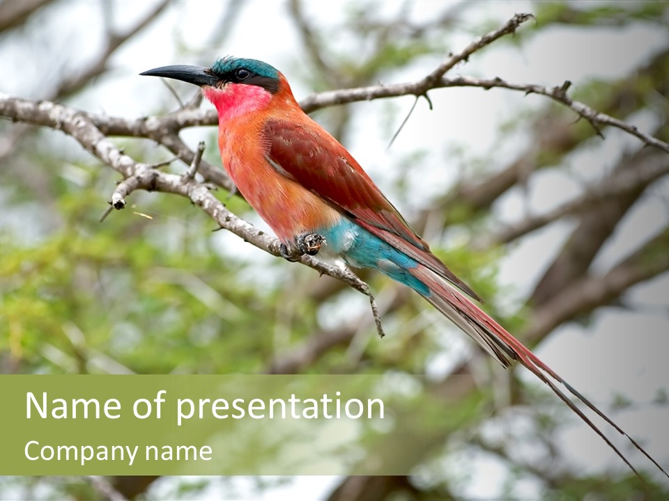 A Colorful Bird Perched On A Tree Branch PowerPoint Template