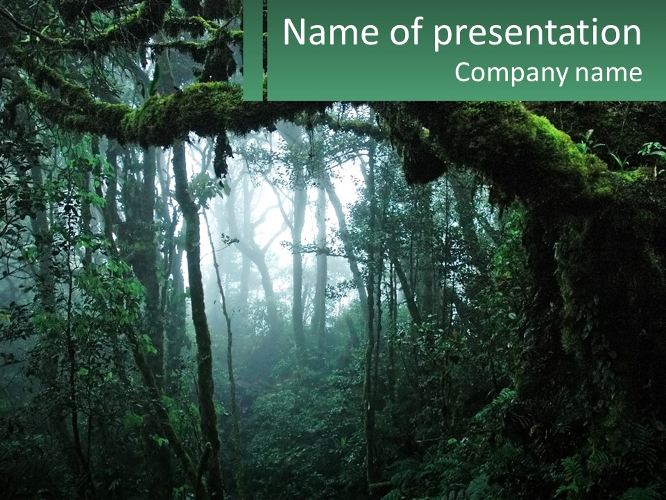 A Mossy Tree In The Middle Of A Forest PowerPoint Template