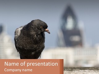 A Black Bird Sitting On Top Of A Wooden Fence PowerPoint Template