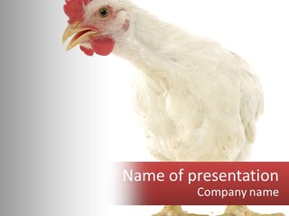 A White Chicken With A Red Comb On It's Head PowerPoint Template
