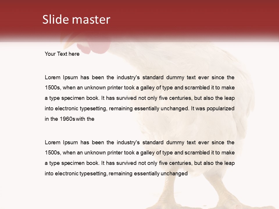 A White Chicken With A Red Comb On It's Head PowerPoint Template