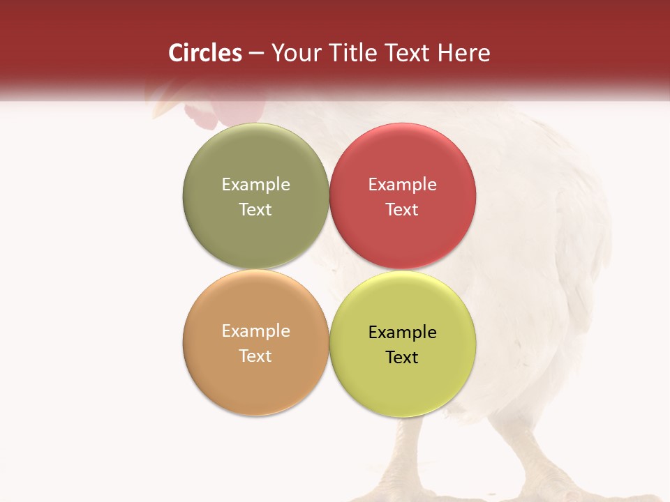 A White Chicken With A Red Comb On It's Head PowerPoint Template