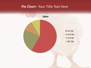 A White Chicken With A Red Comb On It's Head PowerPoint Template