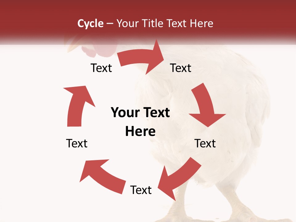 A White Chicken With A Red Comb On It's Head PowerPoint Template