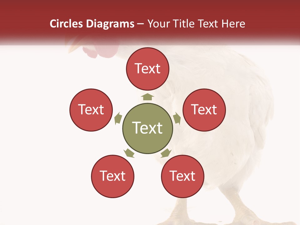 A White Chicken With A Red Comb On It's Head PowerPoint Template