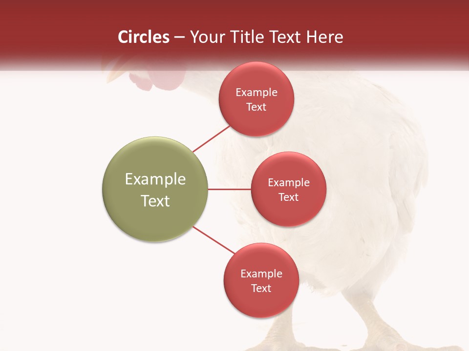 A White Chicken With A Red Comb On It's Head PowerPoint Template