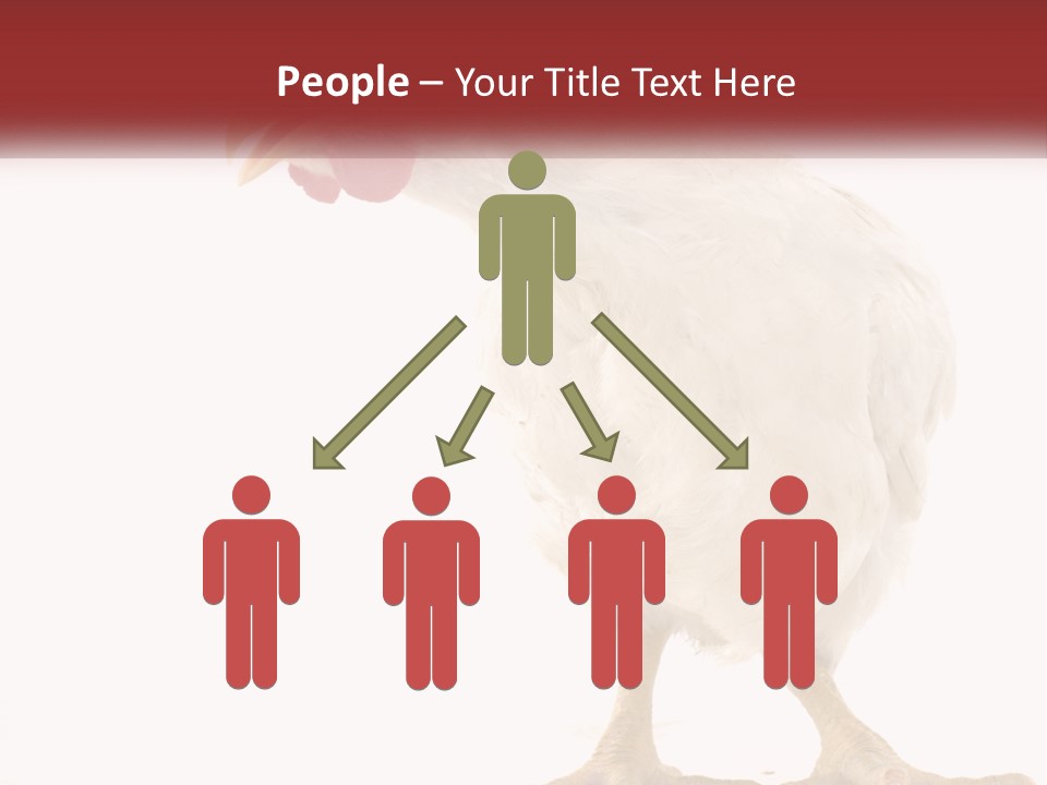 A White Chicken With A Red Comb On It's Head PowerPoint Template
