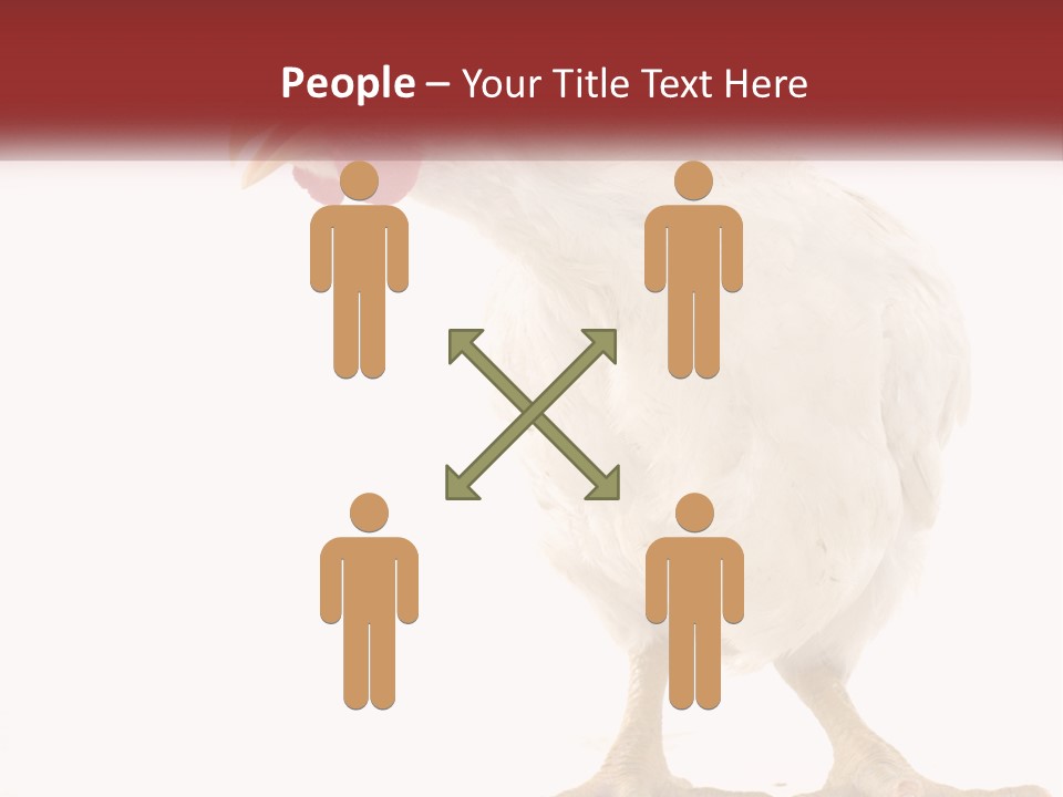A White Chicken With A Red Comb On It's Head PowerPoint Template