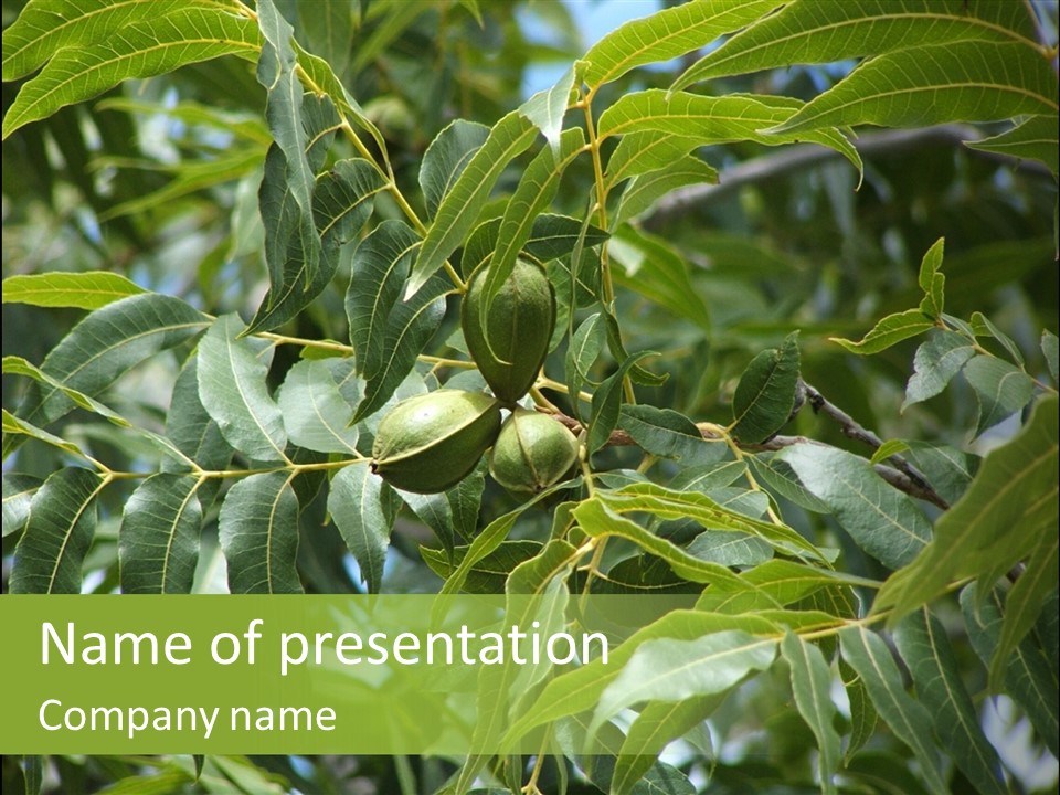 A Green Tree With Leaves And Nuts On It PowerPoint Template