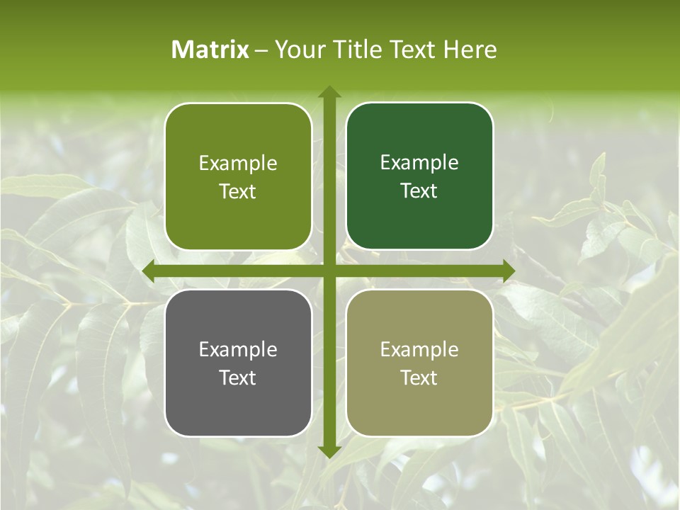 A Green Tree With Leaves And Nuts On It PowerPoint Template