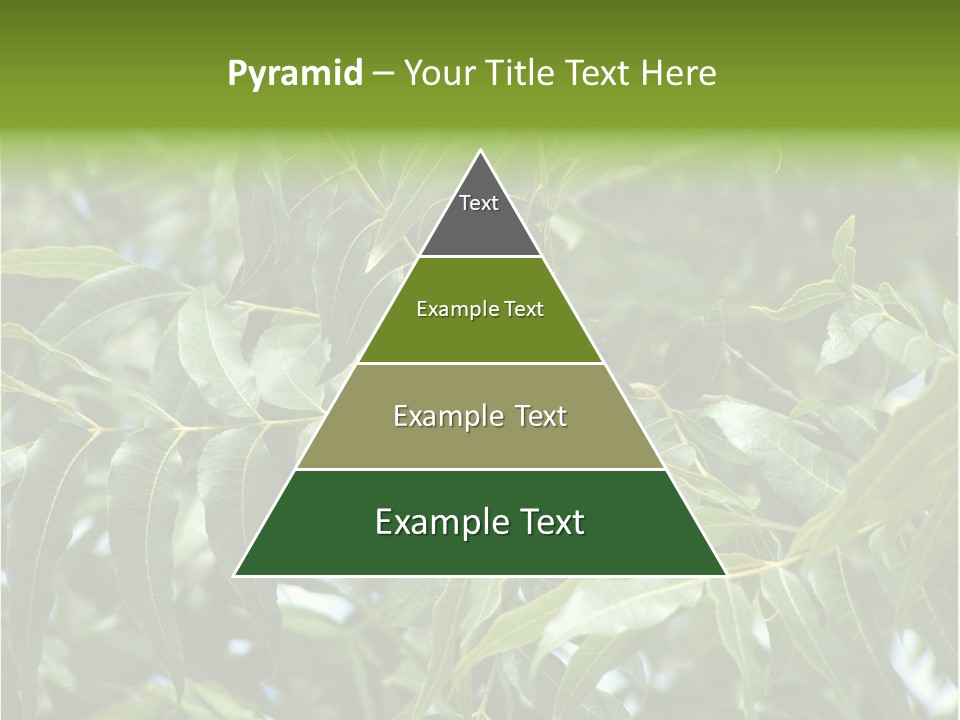 A Green Tree With Leaves And Nuts On It PowerPoint Template