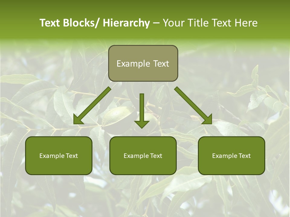 A Green Tree With Leaves And Nuts On It PowerPoint Template