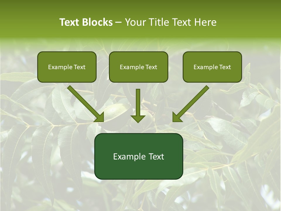 A Green Tree With Leaves And Nuts On It PowerPoint Template