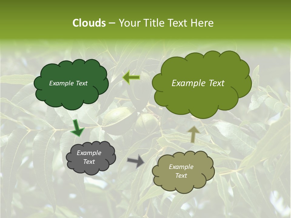 A Green Tree With Leaves And Nuts On It PowerPoint Template