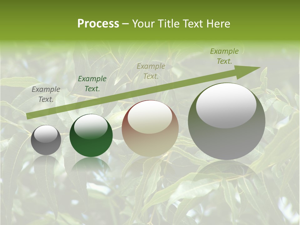 A Green Tree With Leaves And Nuts On It PowerPoint Template